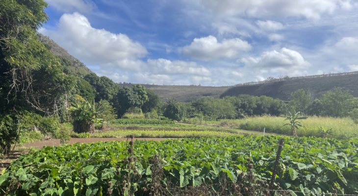 West Side Taro Fields