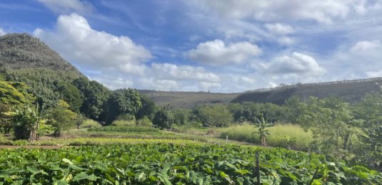 West Side Taro Fields