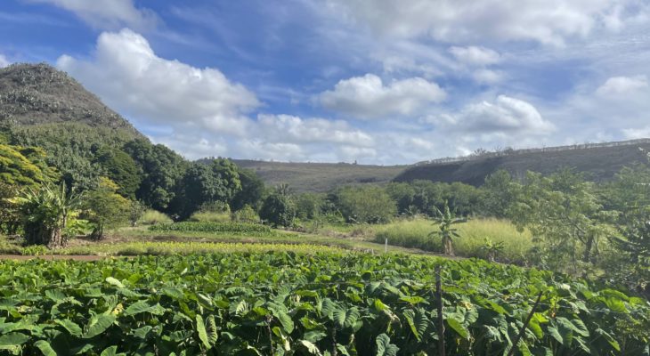 West Side Taro Fields