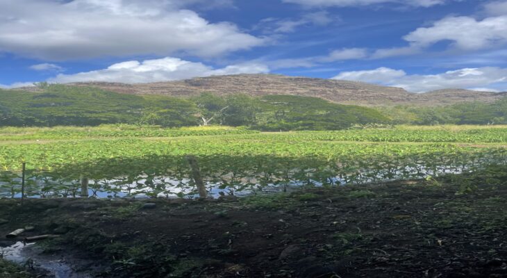 West Side Taro Fields