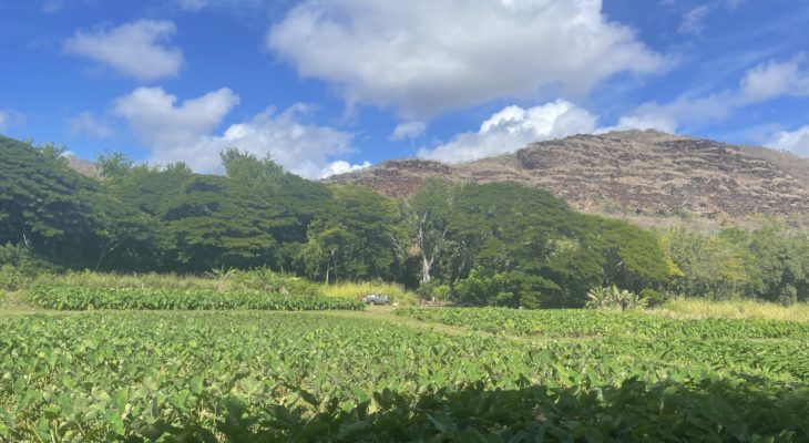 West Side Taro Fields