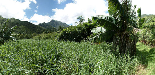 Wainiha Valley