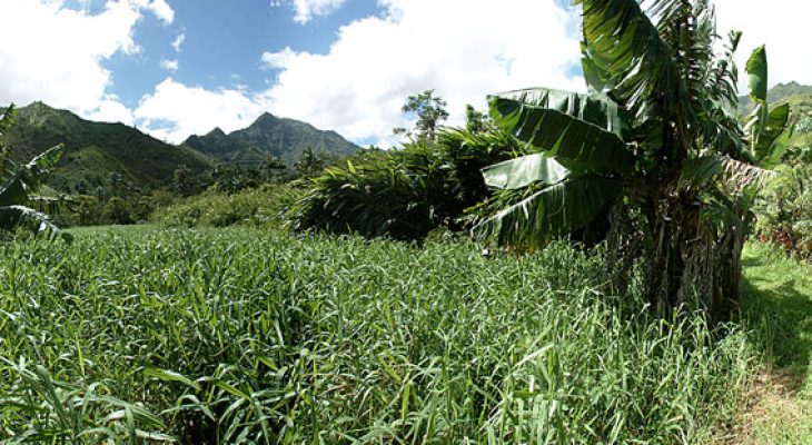 Wainiha Valley