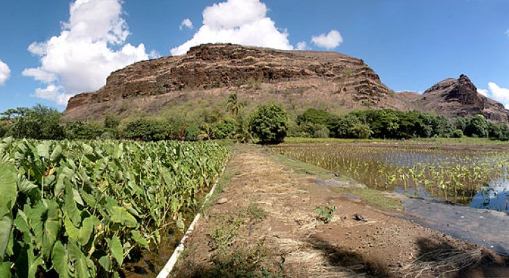 West Side Taro Fields