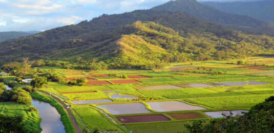 Hanalei Valley